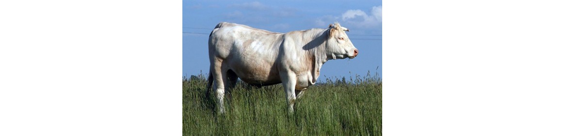 race de boeuf de Charolais - circuits courts - BienVivre