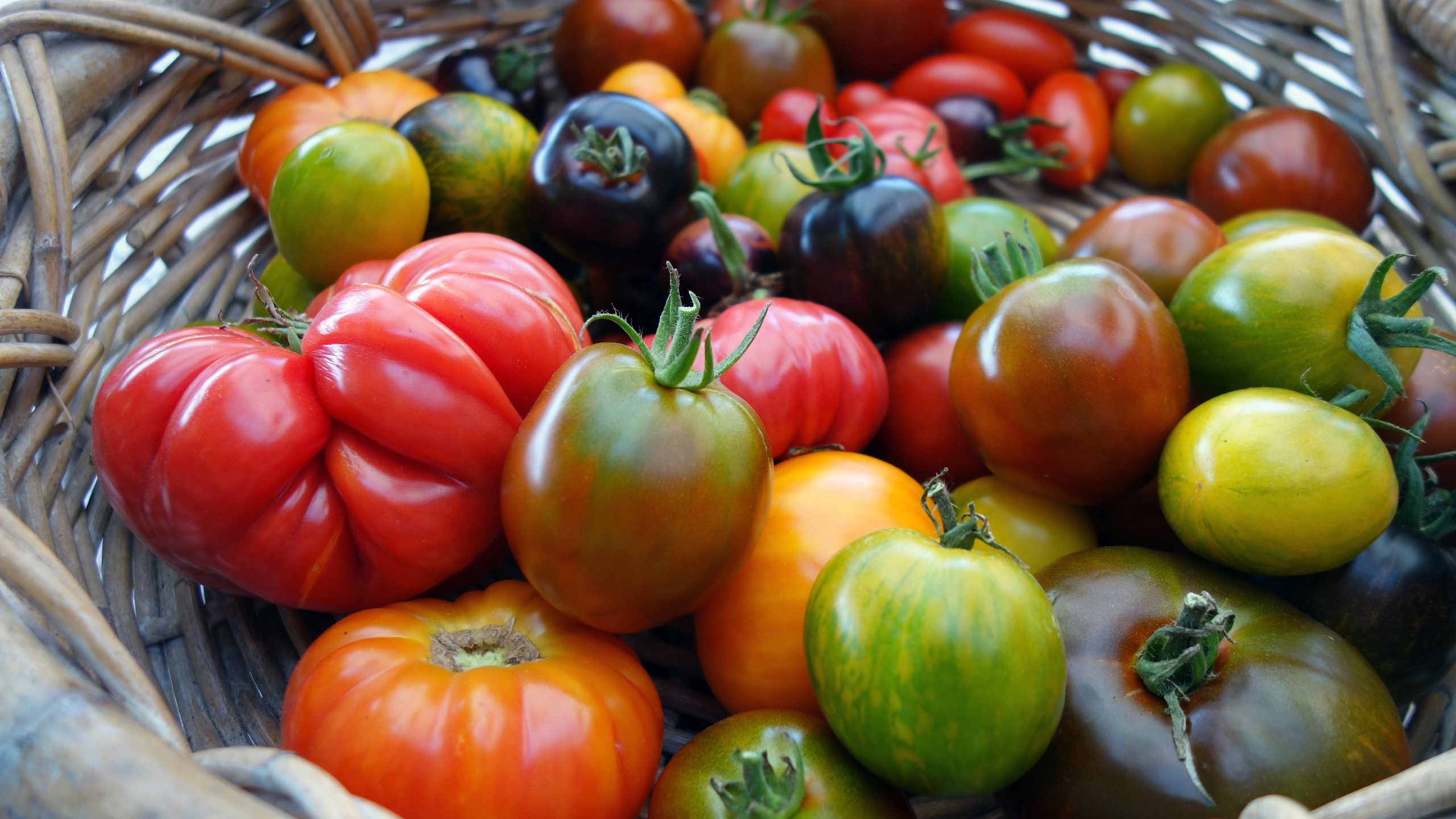 Fruit ou légume : La tomate