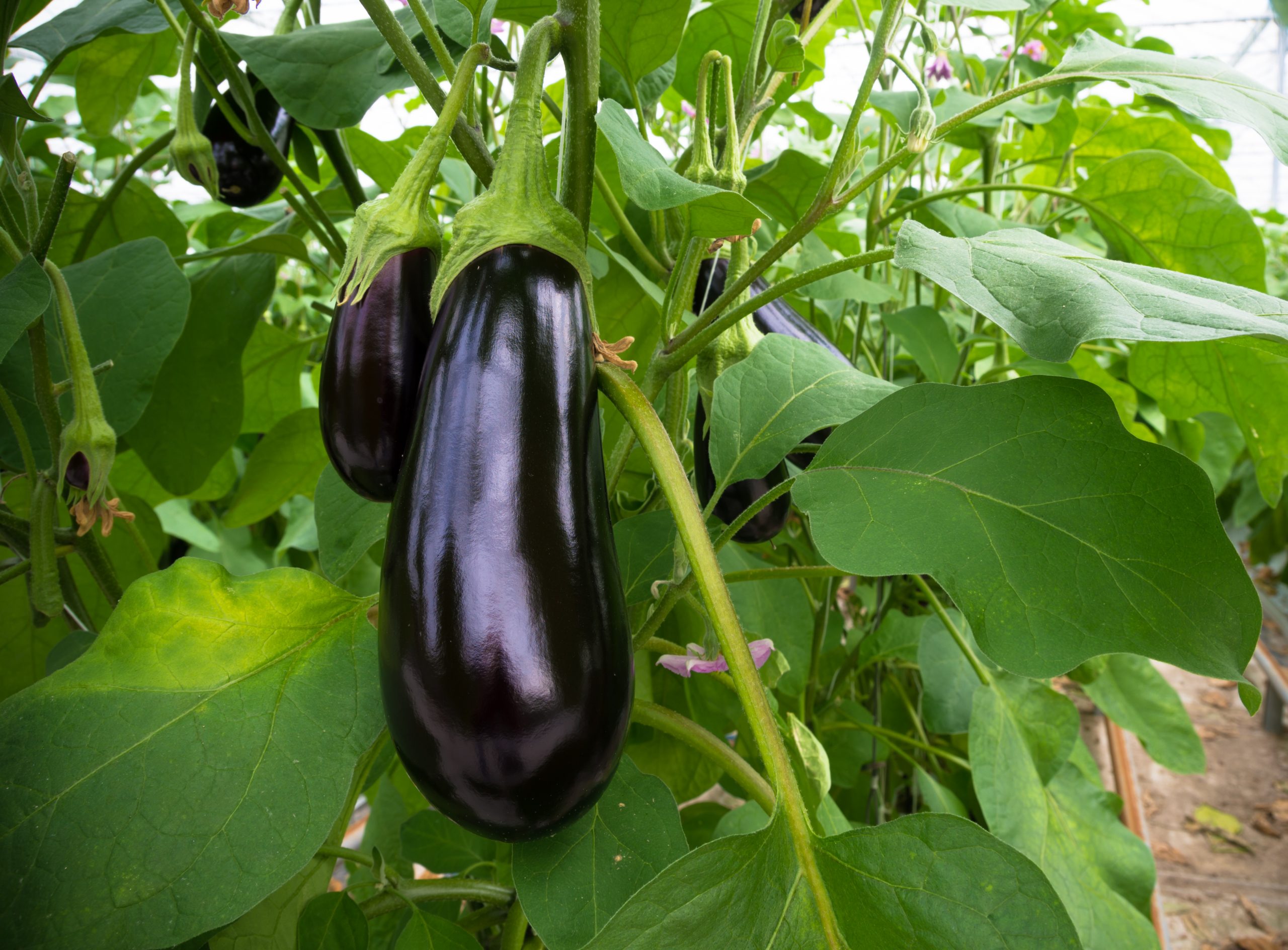 L’aubergine : Le caviar des légumes